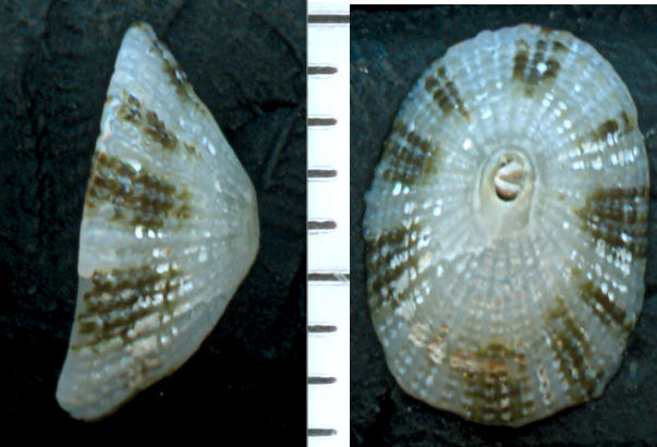 Diodora sp - 2